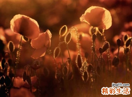 忧郁伤感的微信名字，悲伤让人落泪的忧伤网名