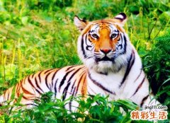 梦见小老虎好吗，女人梦见小老虎但是很乖