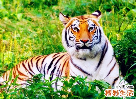 梦见小老虎好吗，女人梦见小老虎但是很乖