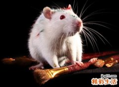 梦见小白鼠预示什么，女人梦见一只小白鼠