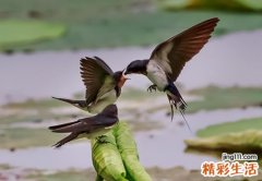 梦见小燕子有什么预兆，做梦梦到刚出生的小燕子