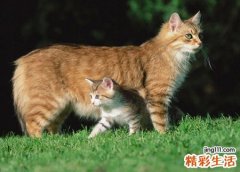 梦见小猫好吗，梦到橘色的猫说话