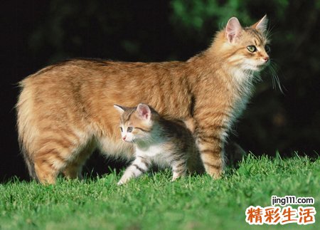 梦见小猫好吗，梦到橘色的猫说话