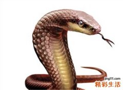 梦见被蟒蛇追是什么意思，做梦梦到自己被巨蟒追着跑