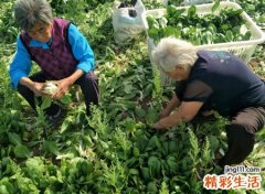 1975年男兔的命好吗