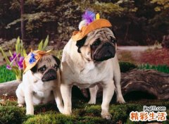 梦见被狗狗咬好不好，做梦梦到自己被别人家狗咬
