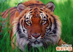 梦见小老虎有什么预兆，做梦梦到可爱的小老虎