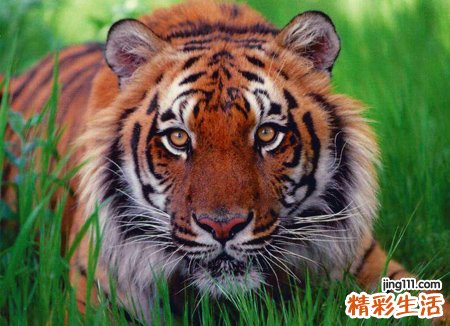 梦见小老虎有什么预兆，做梦梦到可爱的小老虎