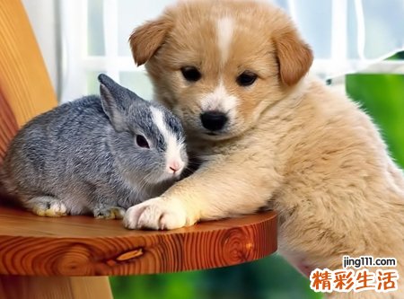 梦见被狗狗咬预示什么，做梦梦到狗咬自己腿