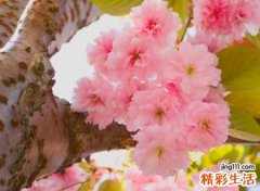 文艺又有韵味的诗意昵称，复古有深意的唯美网名