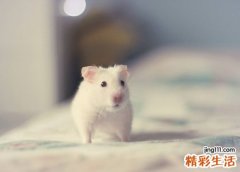 梦见小白鼠好不好，怀孕梦见了一只小白鼠