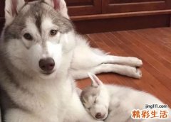 梦见被狼狗咬是什么意思，做梦梦到被大狼狗咬住不放