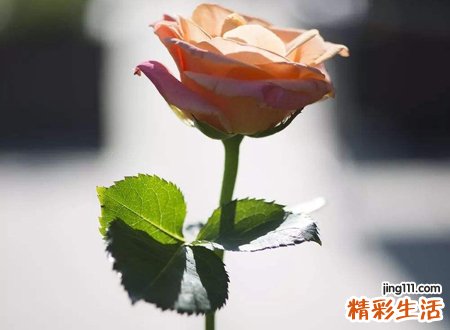 2002年属马男孩的运势