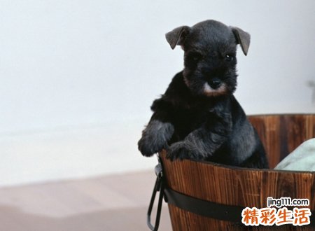 养狗的福报