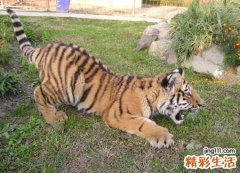 梦见老虎追我是什么意思，做梦梦到老虎追我但没咬到