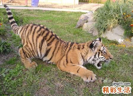 梦见老虎追我是什么意思，做梦梦到老虎追我但没咬到