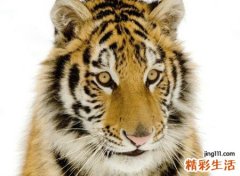 梦见老虎追我有什么预兆，做梦梦到被老虎追成功逃脱