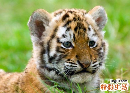 梦见老虎追我好吗，做梦梦到老虎追我到处躲藏
