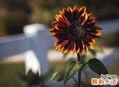 2028年属什么生肖