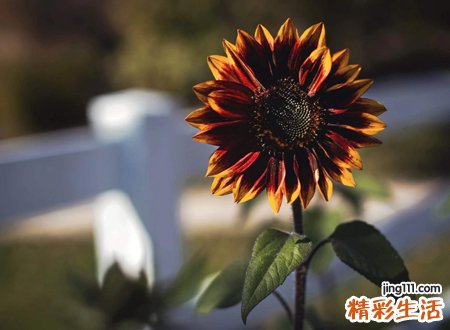 2028年属什么生肖