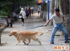 养狗会败掉你财运