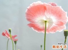 温婉雅致好听的网名，古典韵味的高端气质名字
