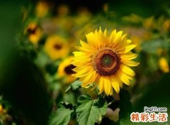 比较阳光温暖的网名，简洁阳光的微信励志名字