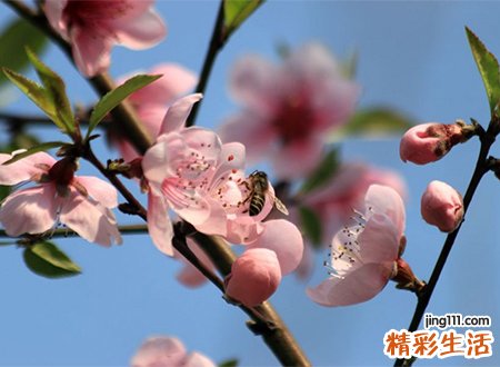 梦见断桥好吗，梦到断桥边上桃花朵朵开