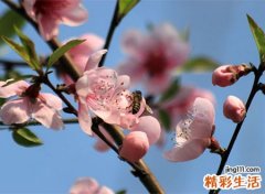 梦见断桥边上桃花，做梦梦到断桥后返回去了