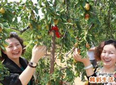 梦见和老公一起到枣园里摘枣子吃