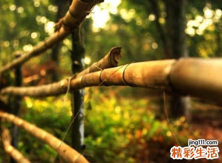 有押韵的古风诗意唯美名字，诗意淡雅的森系网名