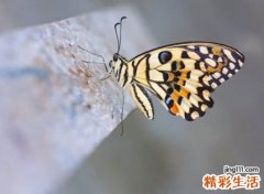温婉的微信昵称，文静优雅大气的微信内涵网名