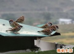 麻雀进宅暗示什么