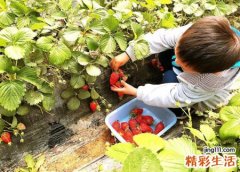 梦见摘草莓好不好，女人梦见自己摘草莓