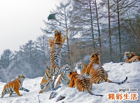 梦见老虎吃人有什么预兆，做梦梦到老虎吃别人好不好