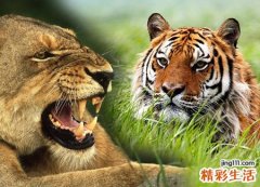 梦见老虎狮子有什么预兆，做梦梦到老虎狮子要攻击我