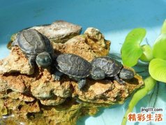 养龟为什么不能养双