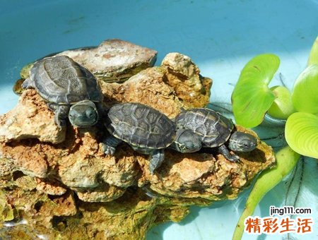 养龟为什么不能养双