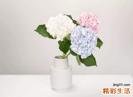 2022属什么生肖