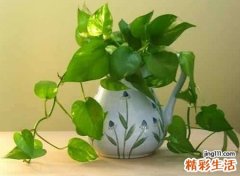 属鼠的几月犯月
