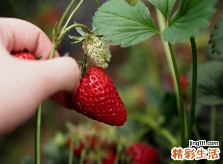 梦见摘草莓有什么预兆，做梦梦到和别人一起摘草莓