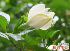 栀子花为啥不吉利