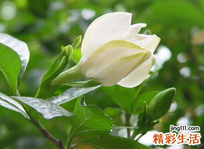 栀子花为啥不吉利