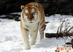 梦见老虎吃人是什么意思，梦到老虎吃人自己脱险