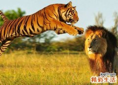 梦见老虎狮子是什么意思，做梦梦到一只狮子和一只老虎