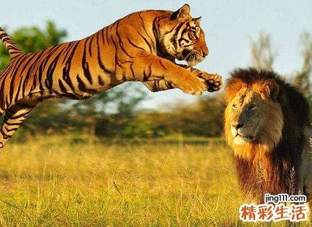 梦见老虎狮子是什么意思，做梦梦到一只狮子和一只老虎