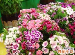 石竹花花语和寓意