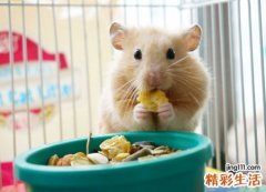 孕妇梦见吃东西好不好，孕妇晚上老梦见吃东西