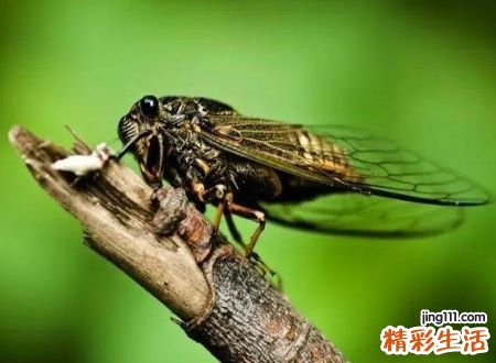 梦见知了是什么意思，孕妇梦见知了是胎梦吗