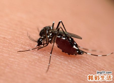 什么血型招蚊子